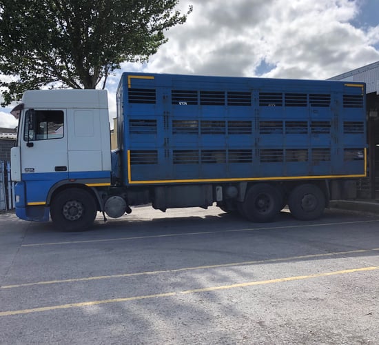 Truckloads of lambs arriving from the UK: 'It's a disgrace'- ICSA