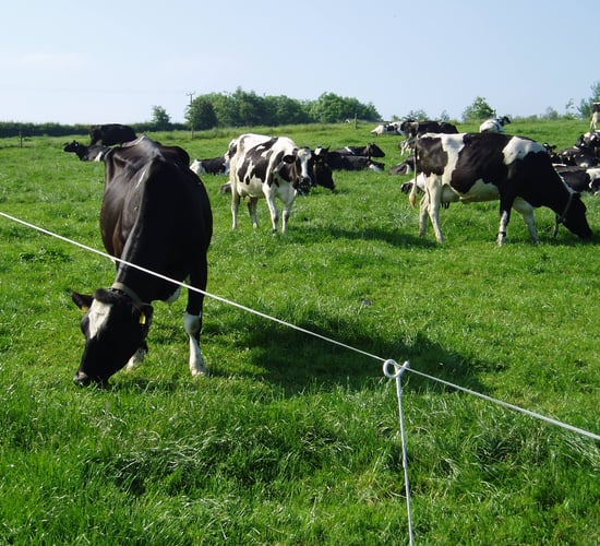 Stocking density versus national milk output: What is the proper balance?