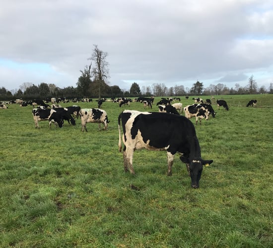 Getting cows out to grass this spring