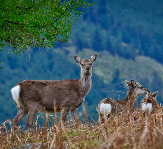 NPWS to move hunting licence process fully online
