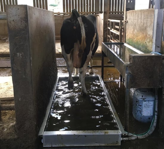 Win an automatic footbath from Efficient Farm Systems