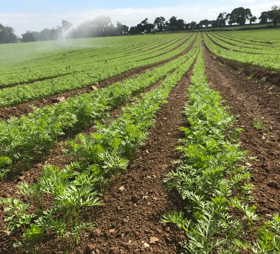 'It costs €100/ac to irrigate a crop just once'
