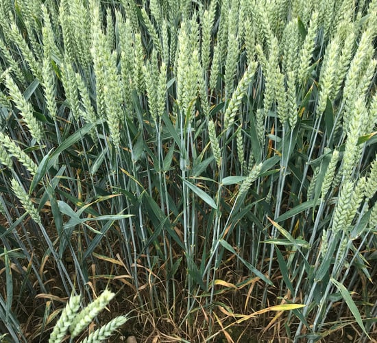 SY Insitor makes its way onto the winter wheat list