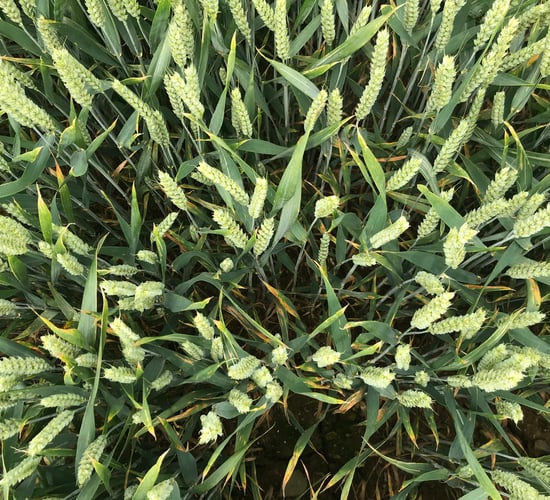 What's coming along in wheat varieties?