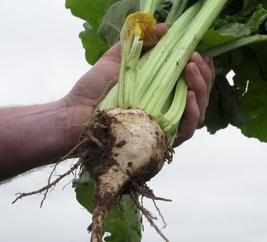 Fodder beet: One of the few good news stories for tillage in 2023