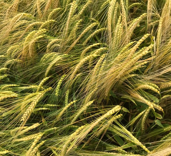 EU agrees to ban herbicide flufenacet due to its toxicity
