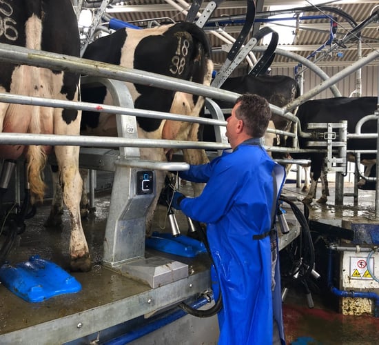 Liquid milk supplies rise but farmer numbers drop in 2019