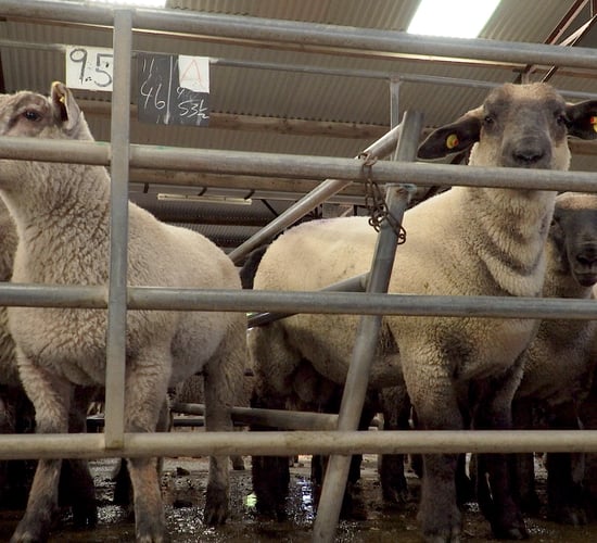 Sheep marts: Strong farmer interest for store lambs