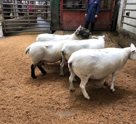 Cull ewe trade remains in strong form