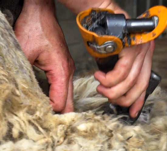 Video: Top tips on how to shear sheep