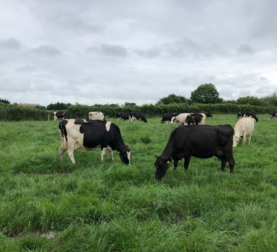 Dairy farm incomes see a 9% increase in 2019