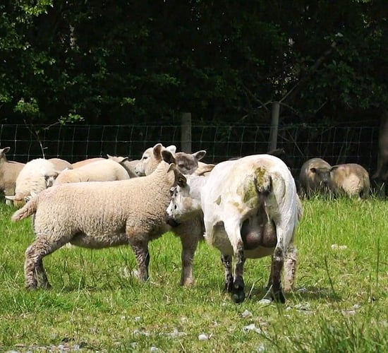 'There has been no word': Clarity sought on Sheep Welfare Scheme
