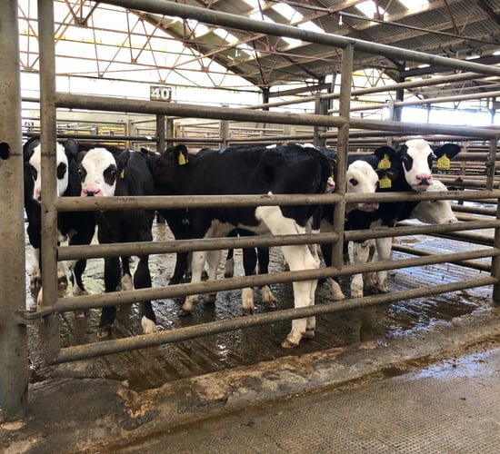Pics and prices: 'Positive trade' for calves at Enniscorthy Mart