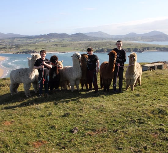 Donegal farmer blazes trail to create 'The Wild Alpaca Way'