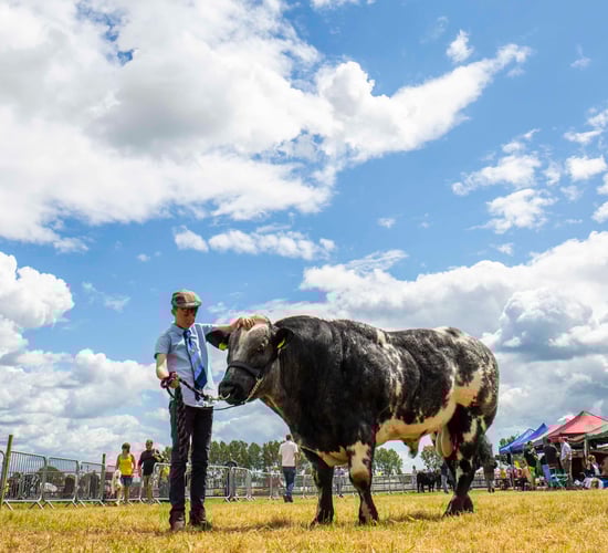 200-year tradition continues as Cork Summer Show goes virtual