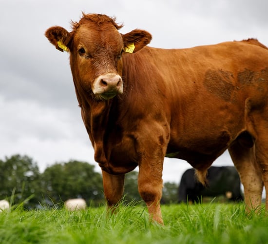 37% increase in Cultivate loan applications