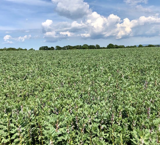 Co. Kildare property for sale as market sees 'good demand in non-residential blocks of land'