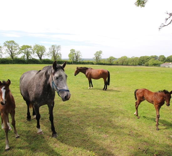 Sale: 'All the features that make it a particularly brilliant farm for any type of livestock'