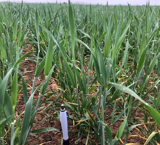 Crop walking: 'The good, the bad and the ugly in the north-east'