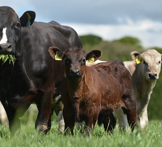 ‘Virtual Beef Week’ to focus on different production systems in Ireland