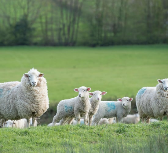 The importance of nutritional supplements for farming livestock