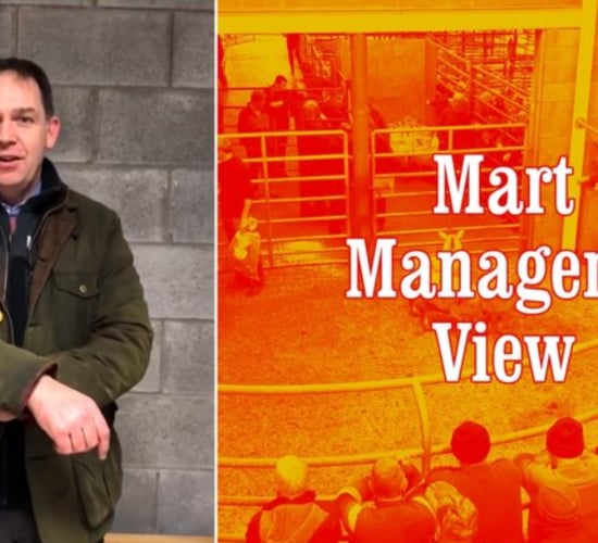 'It was the best trade I've seen for sheep ever'