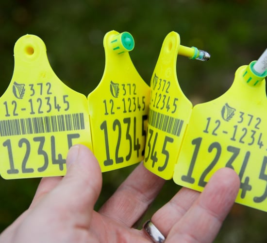 BVD testing: 'Farmers are asking when it will be over'