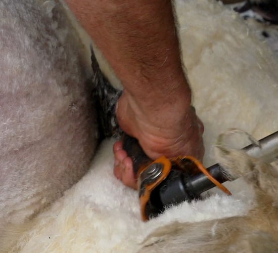 How to shear sheep