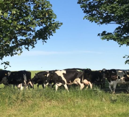 Glanbia prepares for 'sudden change in market dynamics' with new stability fund