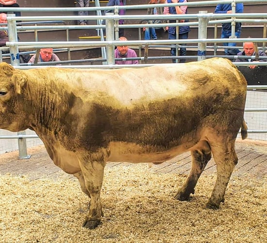 Pics and prices: Cattle numbers up at Ballinrobe Mart