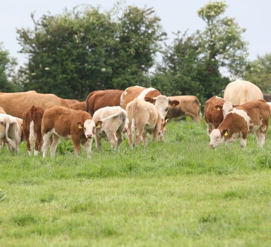 Grass advice: 3 tips to aid the grazing season on beef farms