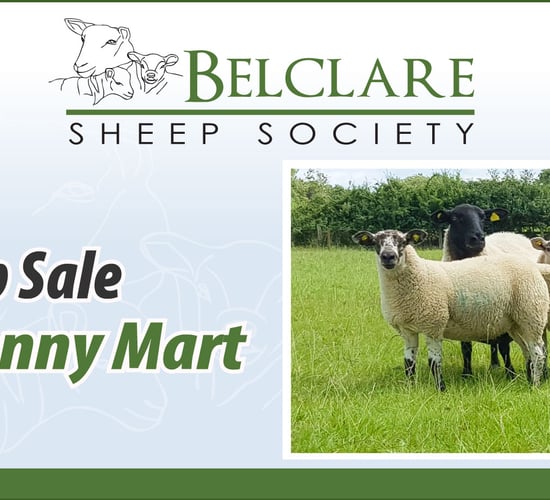 Increase the profitability of your flock with Belclare genetics