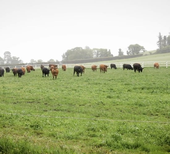 Agriculture output price index up 10% on last year