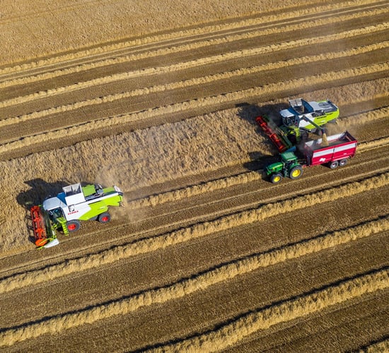 BYDV hits barley yields in many places