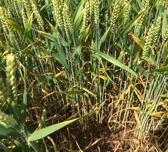 Tillage: Controlling septoria tritici in winter wheat