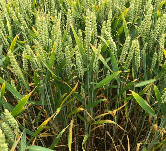 Wheat disease control options for the upcoming season