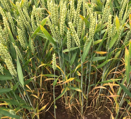Disease control update for wheat crops