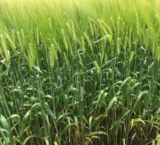 Tillage: Managing winter cereal crops over the coming days