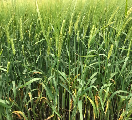 NI cereal crops ahead of normal for time of year