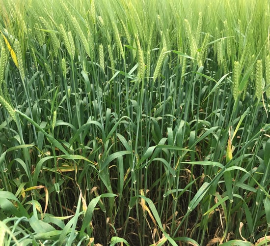 DAFM: Spring cereal recommended lists for 2023