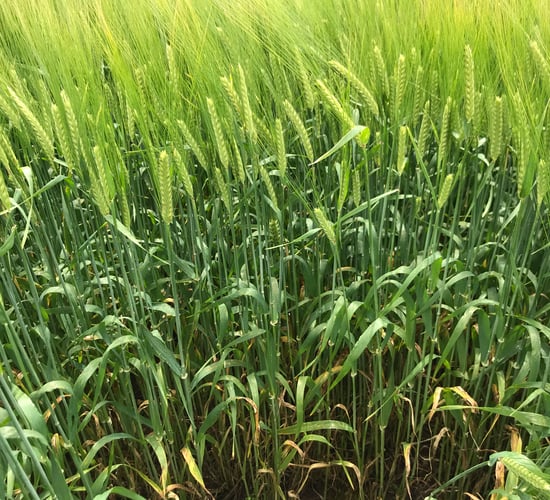 Tillage advice: Time to apply nitrogen to NI winter barley crops