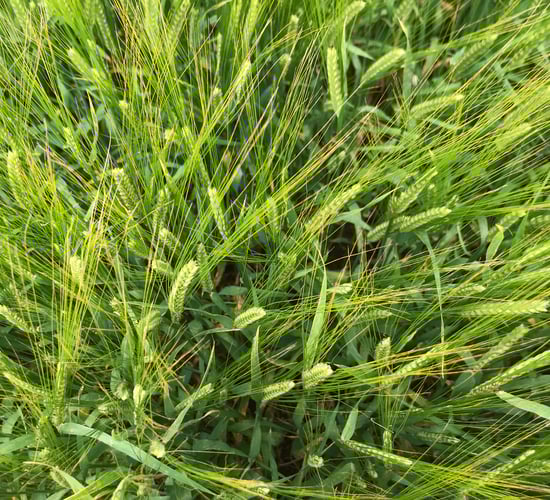 New fungicide shows potential