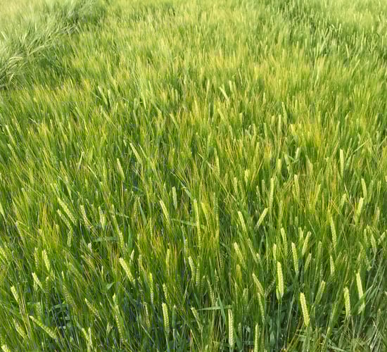 Promising spring barley varieties on the way