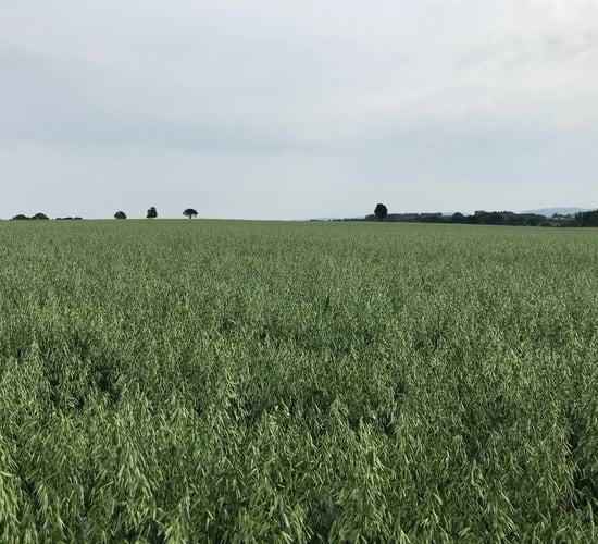 One new spring oat variety on the cards for next season