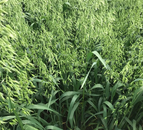 Keep an eye on these varieties...