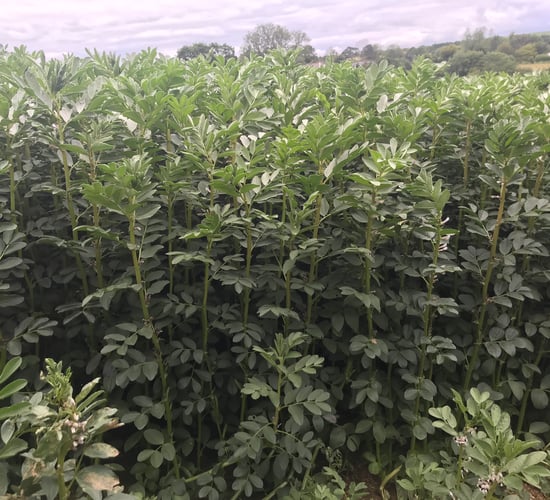 Opinion: Spring beans are a ‘no brainer’ in 2023