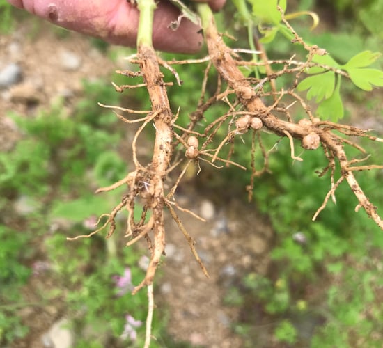 Report: Chinese soya bean imports to decline by 2030