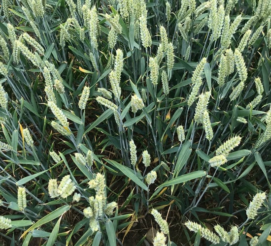Tillage focus: Leading the way with efficient and nutritious agronomy programmes