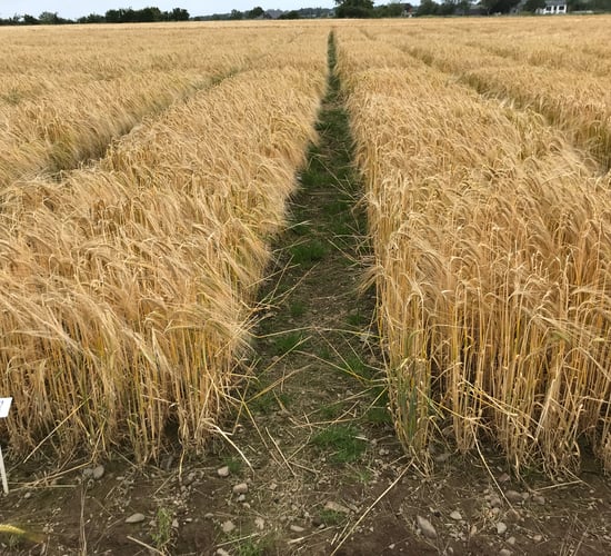 Teagasc to partner on Root2Res project