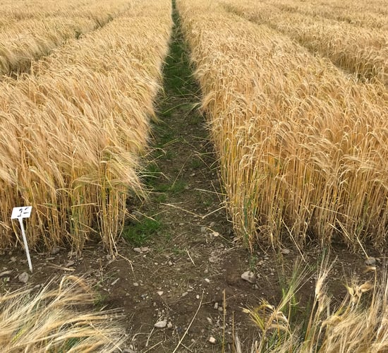 Winter barley list for 2024 profiled at crops forum